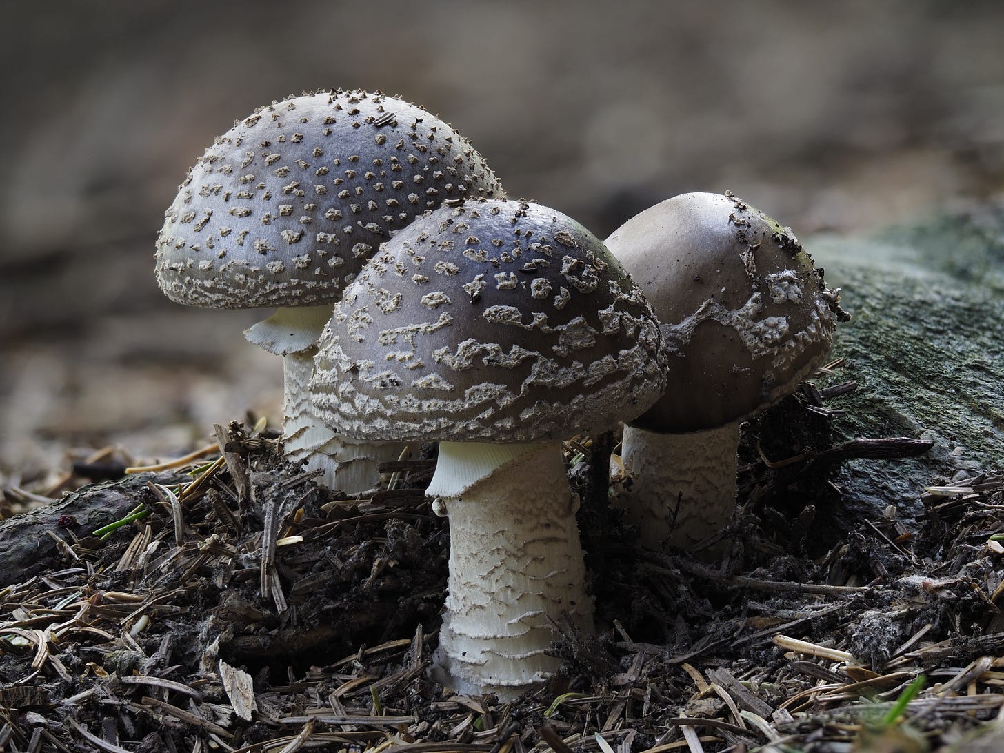 brown amanita mushrooms