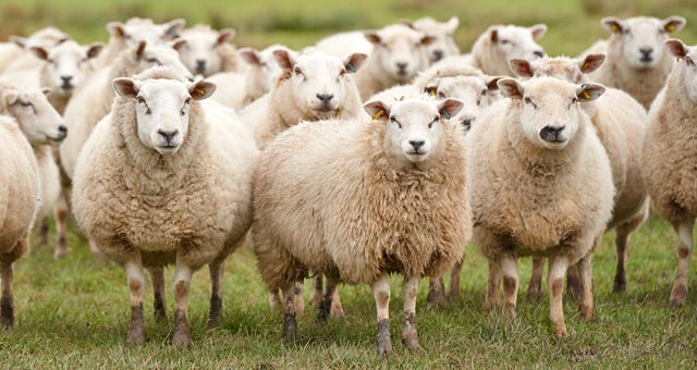 SHEEP (noun) definition and synonyms | Macmillan Dictionary