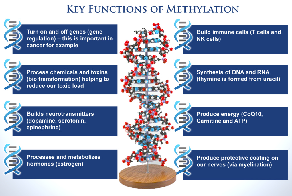 What is the MTHFR Gene Mutation and Its Role in Health?