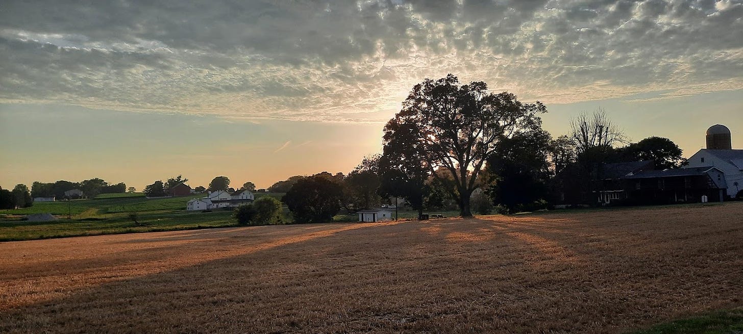 Sunset behind a tree standing near a field of golden barley.