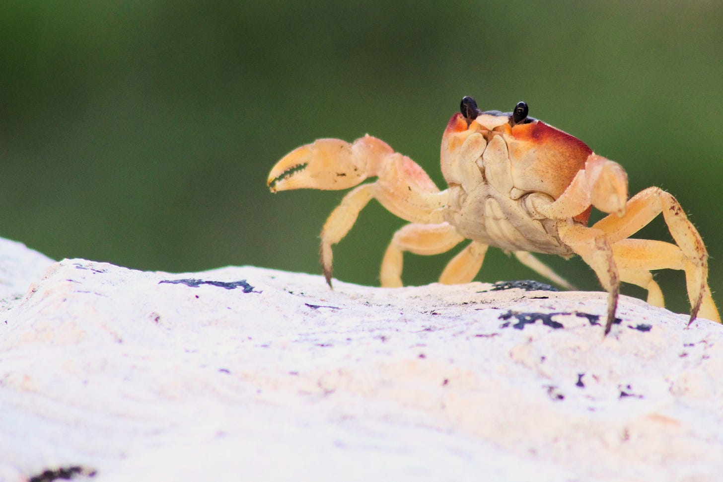 A cute tan and red crab is seen face-on at an angle, spreading its legs across what looks like sand.