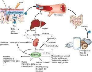 Sitios de acción de la vitamina D. Nótese efectos extraóseos. ©Modificada de Hossein-nezhad y Holick99.