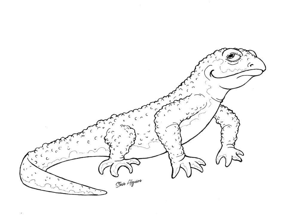 Ink drawing of a Rough-skinned newt, smiling sideways at you.