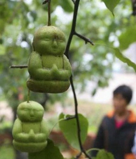 Buddah Pear Tree