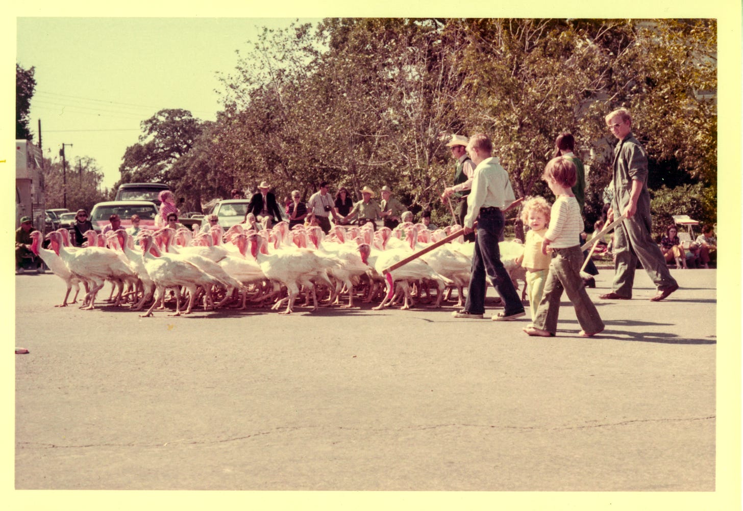A flock of white turkeys are herded across a street, past parked cars and onlookers. A small boy and girl are in the foreground, walking beside the turkeys