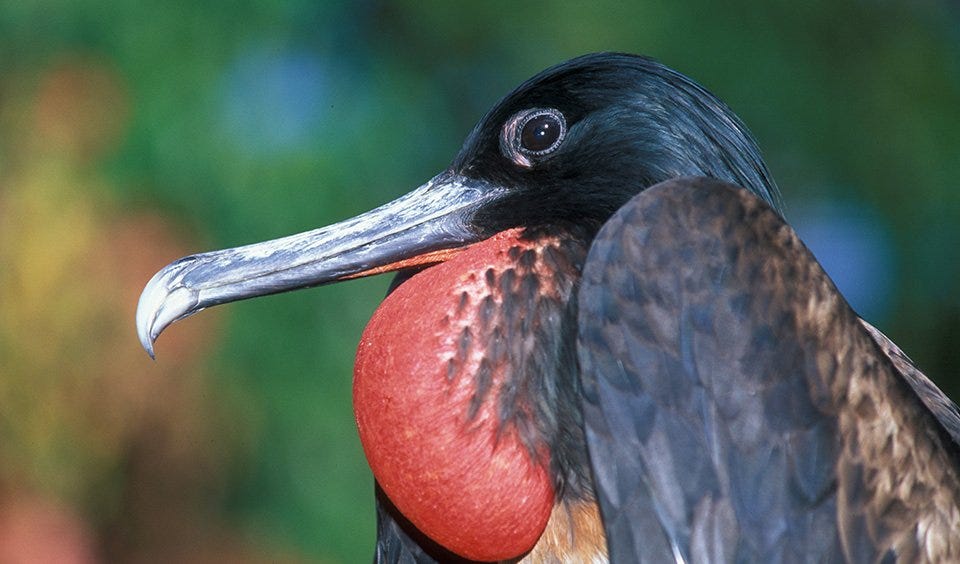 Christmas Island frigatebird - Australian Geographic