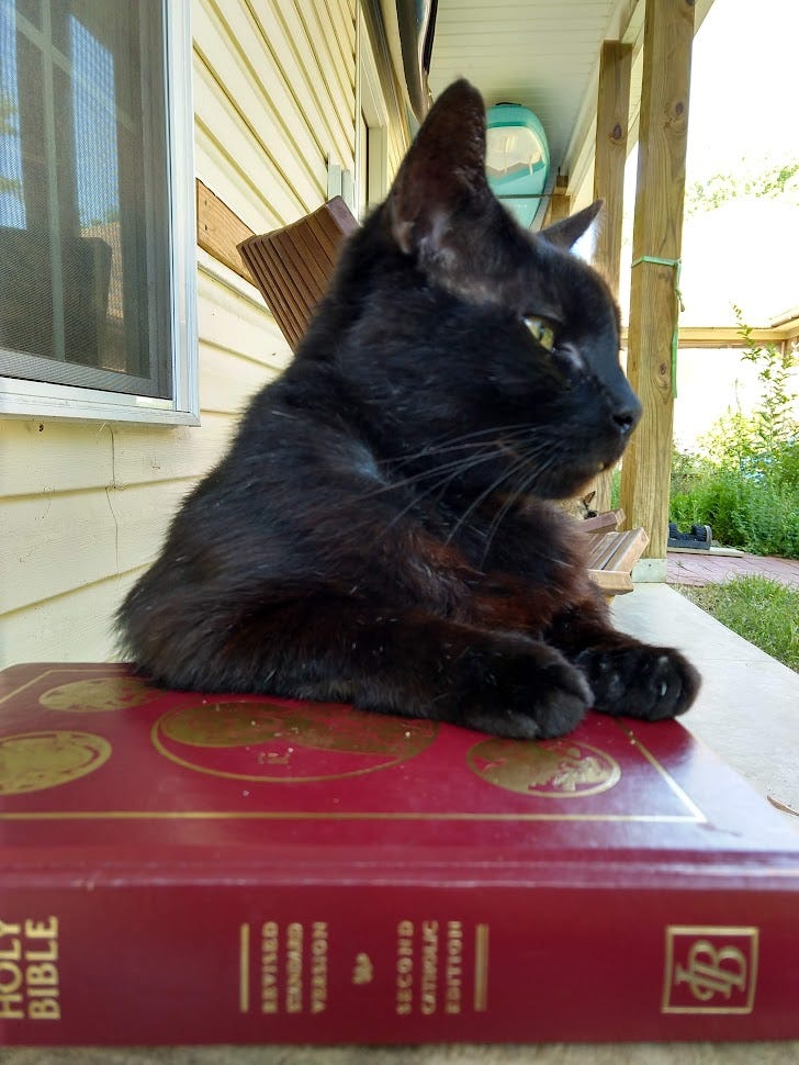 Black cat sitting on the porch, resting on a Bible; paddleboards and greenery in the background.