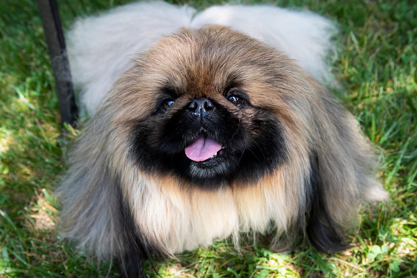 Wasabi of East Berlin, Pa.: Getting to know Westminster dog show winner