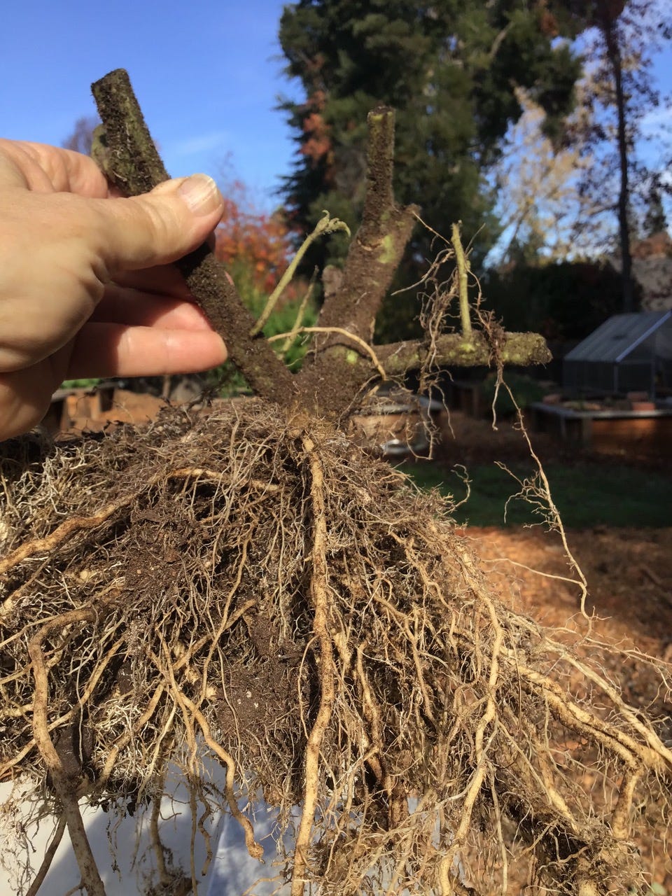 healthy root system on tomato plant