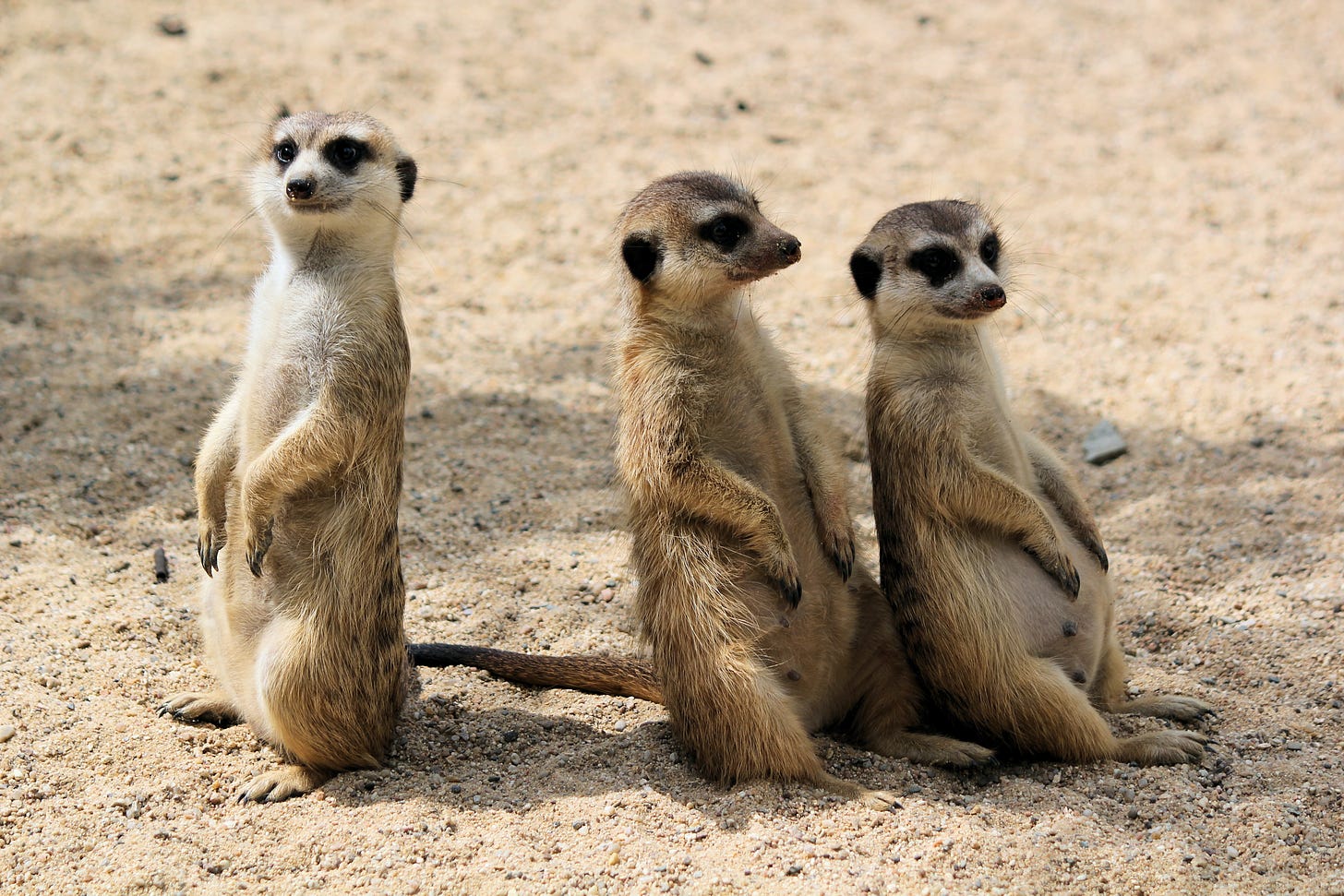 Three meerkats sitting upright and looking silly
