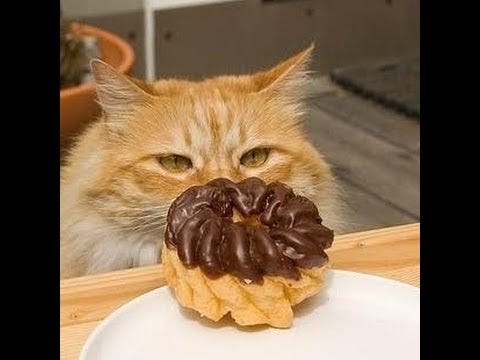 cat eat donut - YouTube