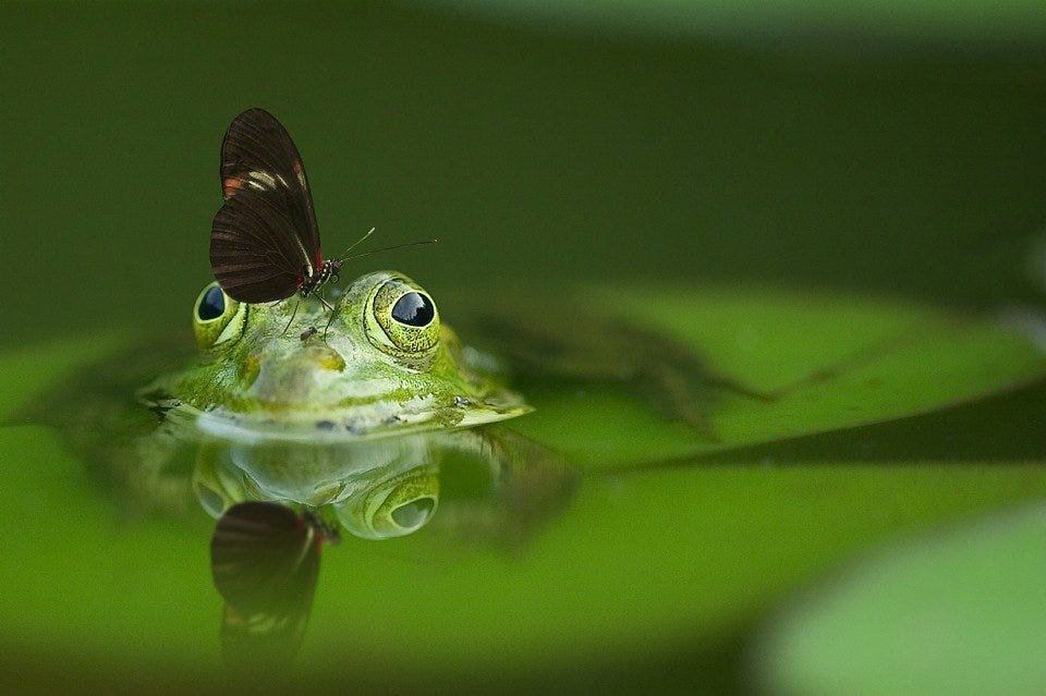 Frog, Butterfly, Pond, Mirroring, Water, Reflection