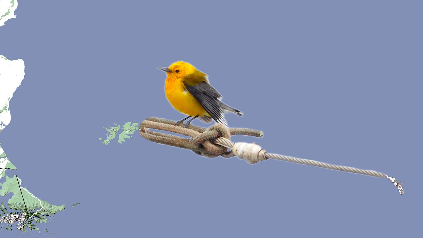 A blue and yellow bird sitting on ropes, photoshopped onto a map of the Southern Ocean.