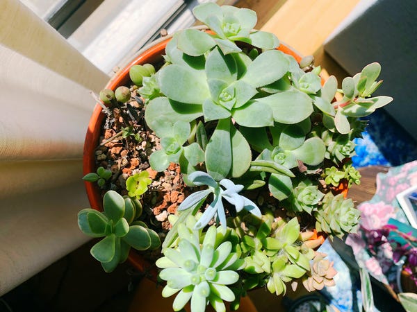 My succulent planter has been thriving. Might need to repot soon!