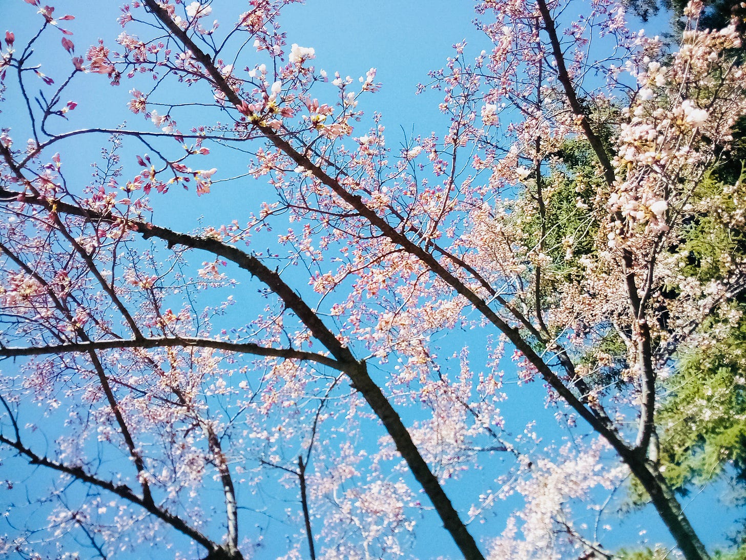 Pink tree blossoms against blue sky