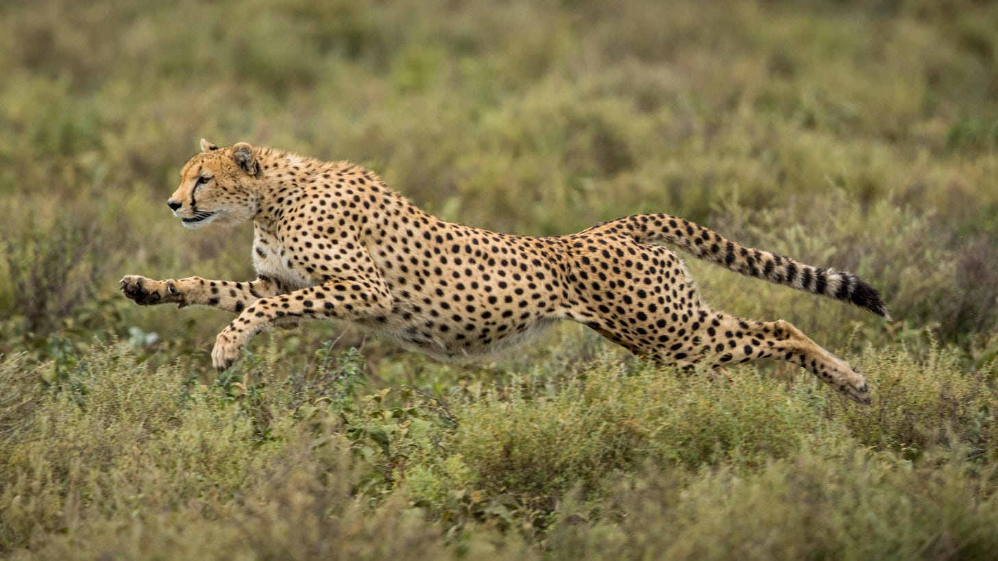 Like Cheetahs, Ancient Ocean Creatures May Have Moved With a Gallop - The  New York Times