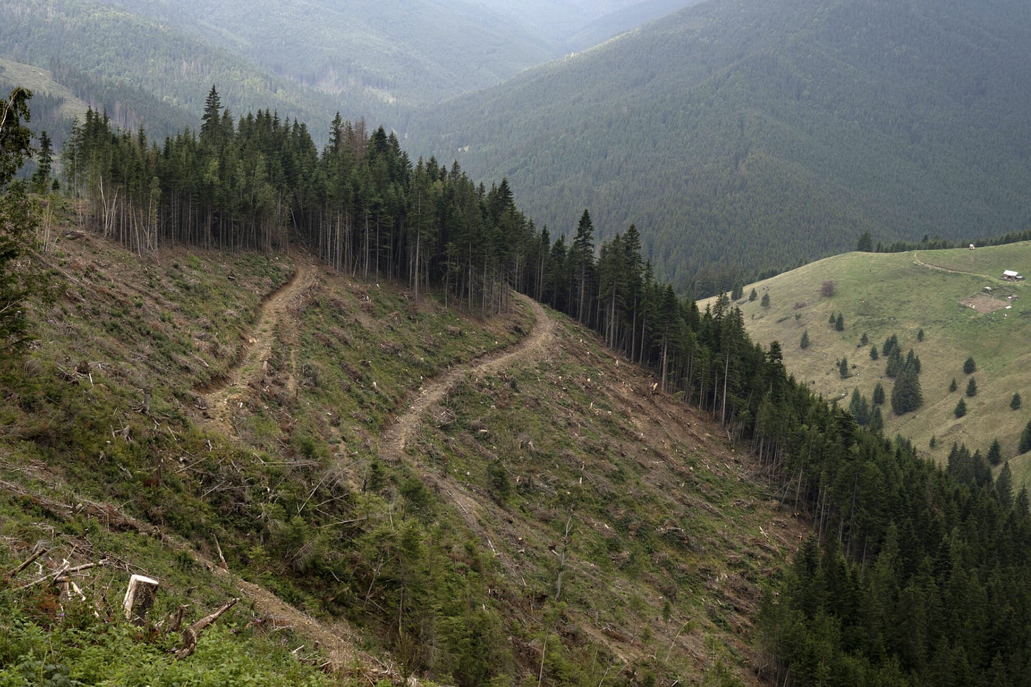 Europe Is Sacrificing Its Ancient Forests for Energy - The New York Times