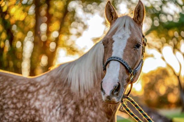 3,927 Quarter Horse Stock Photos, Pictures & Royalty-Free Images - iStock