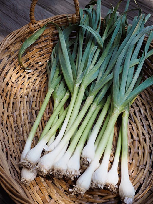 Green Garlic | Main Street Farms