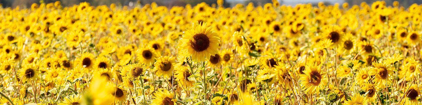 Sunflowers, Field, Sunflower Field