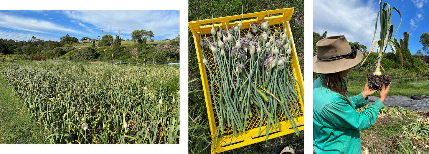 Left: Garlic growing above ground with scapes (white bulb) and flowers in bloom (purple flowers). Middle: Harvested garlic scapes and flowers. Right: Business owner Phil holding a garlic stalk freshly pulled out of the ground (soil porn).