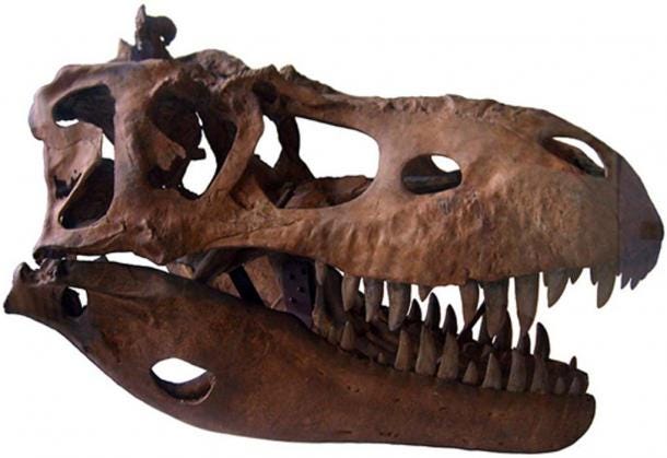 Albertosaurus Skull Cast Geological Museum in Copenhagen (Michael BH / CC BY-SA 3.0)