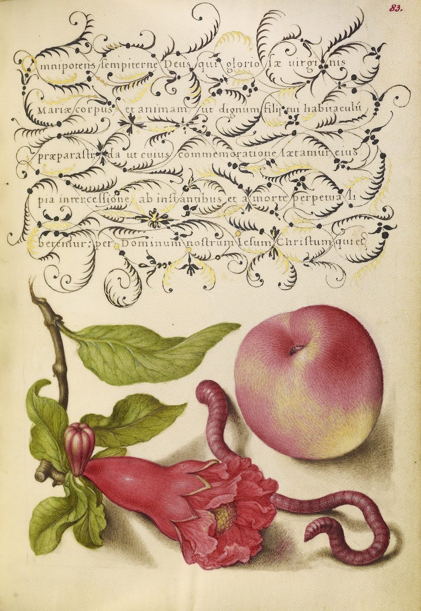 Pomegranate, Worm, and Peach - Joris Hoefnagel, and Georg Bocskay — Google  Arts & Culture