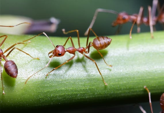 army ant
