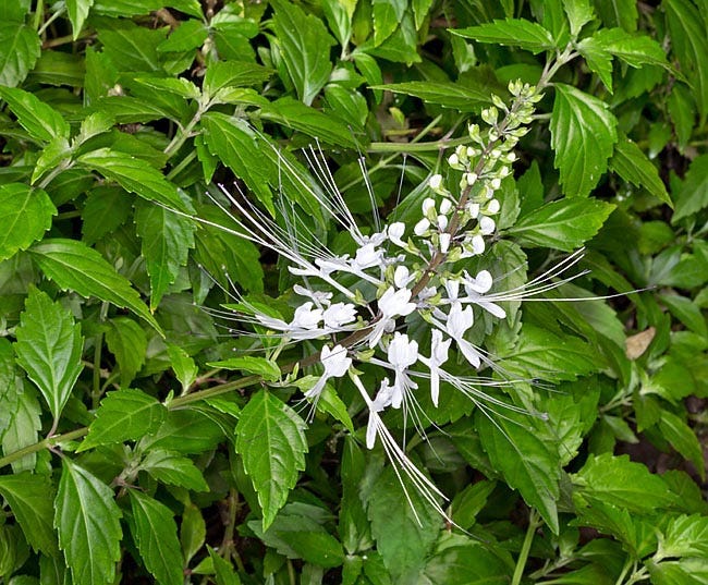 Orthosiphon aristatus - Monaco Nature Encyclopedia