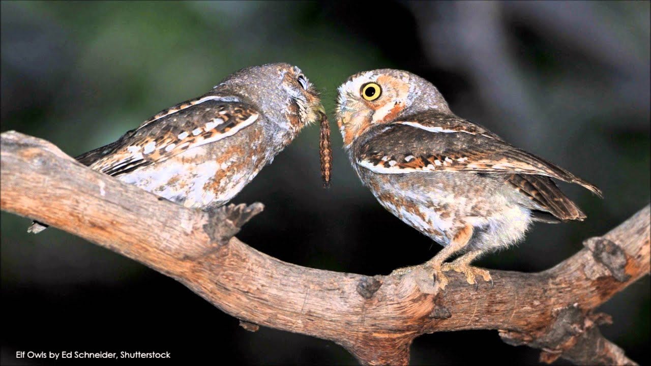 Elf Owl - American Bird Conservancy