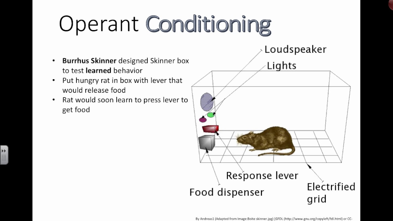 Operant Conditioning (IB Biology) - YouTube