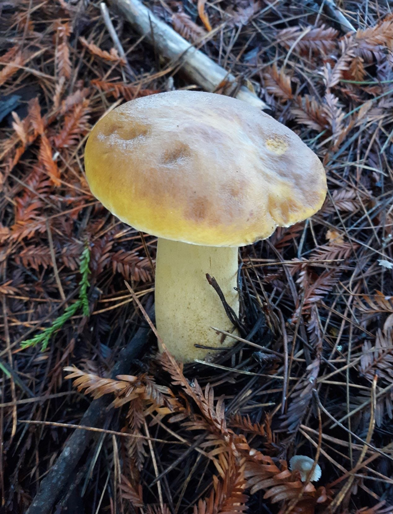 mushroom, Photo by Robin Applegarth