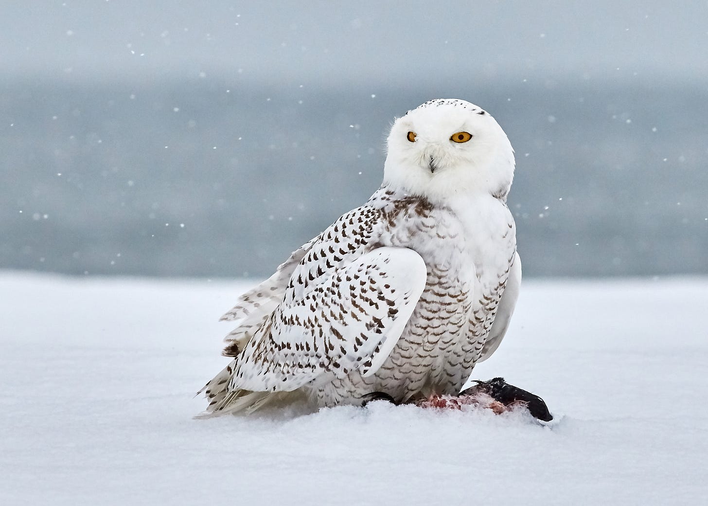 Snowy owl - Wikipedia