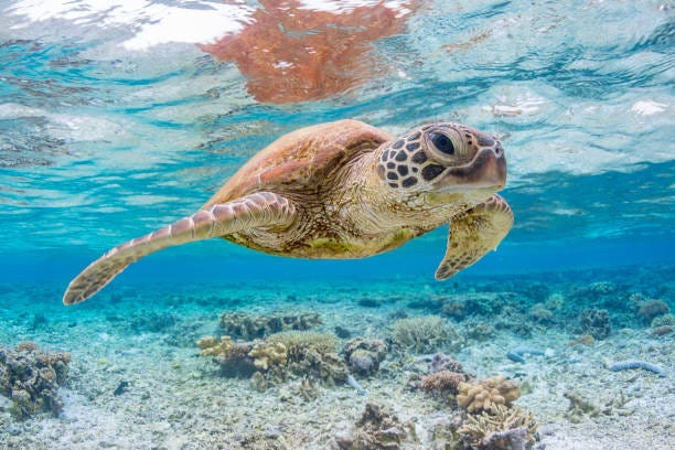 628 Great Barrier Reef Turtle Stock Photos, Pictures &amp; Royalty-Free Images  - iStock