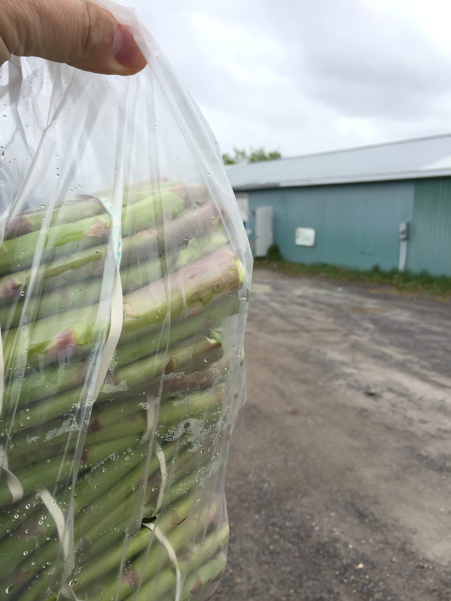 A man's hand holding a large bag full of asparagus. In the background there is a farm building.