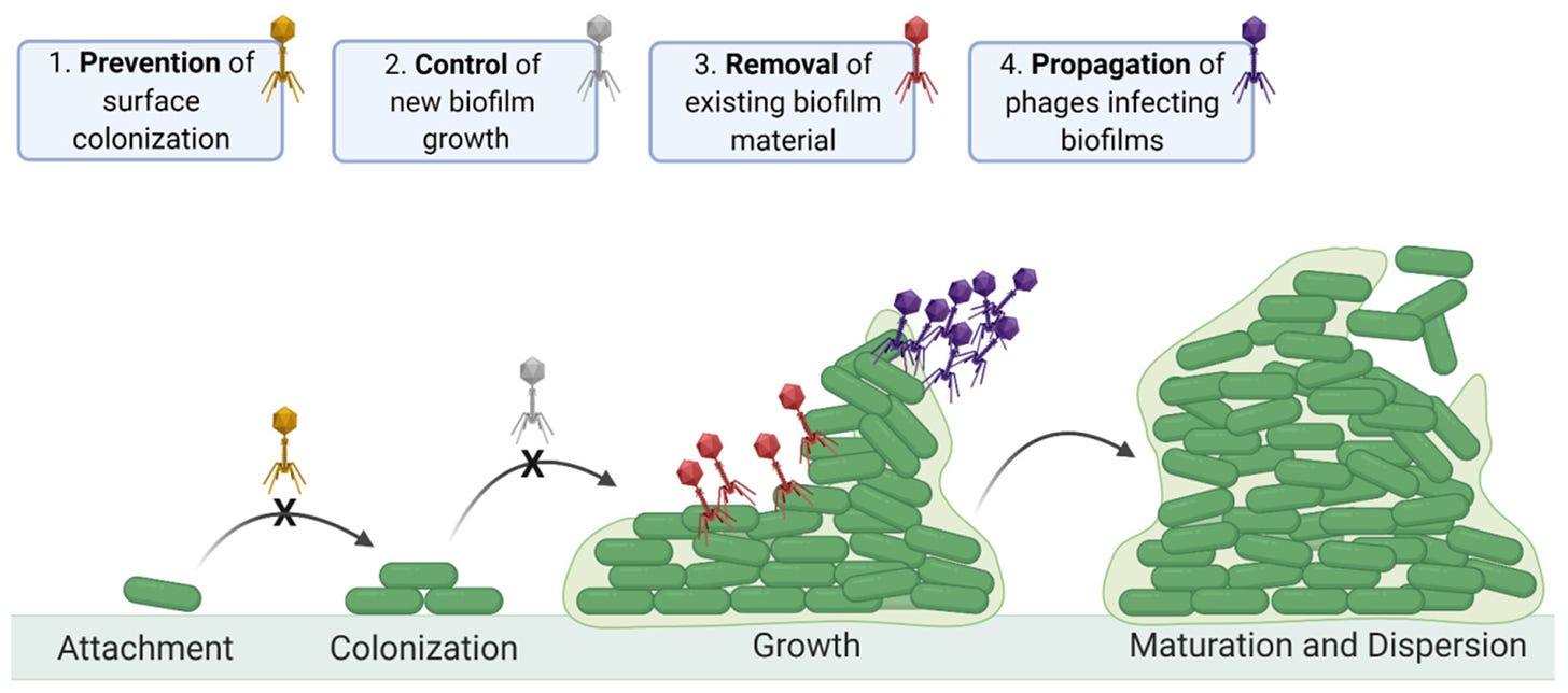 Viruses | Free Full-Text | Improving Phage-Biofilm In Vitro Experimentation  | HTML