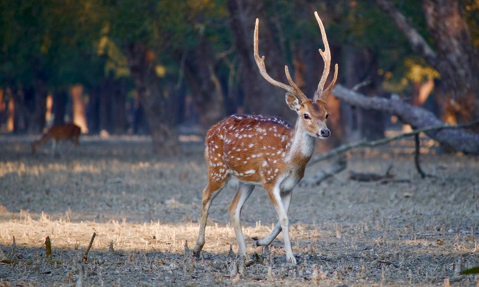Photo of spotted deer. From Mamun Srizon on Unsplash.