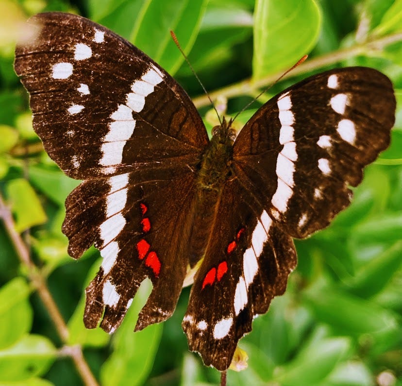 Black, white and red butterfly