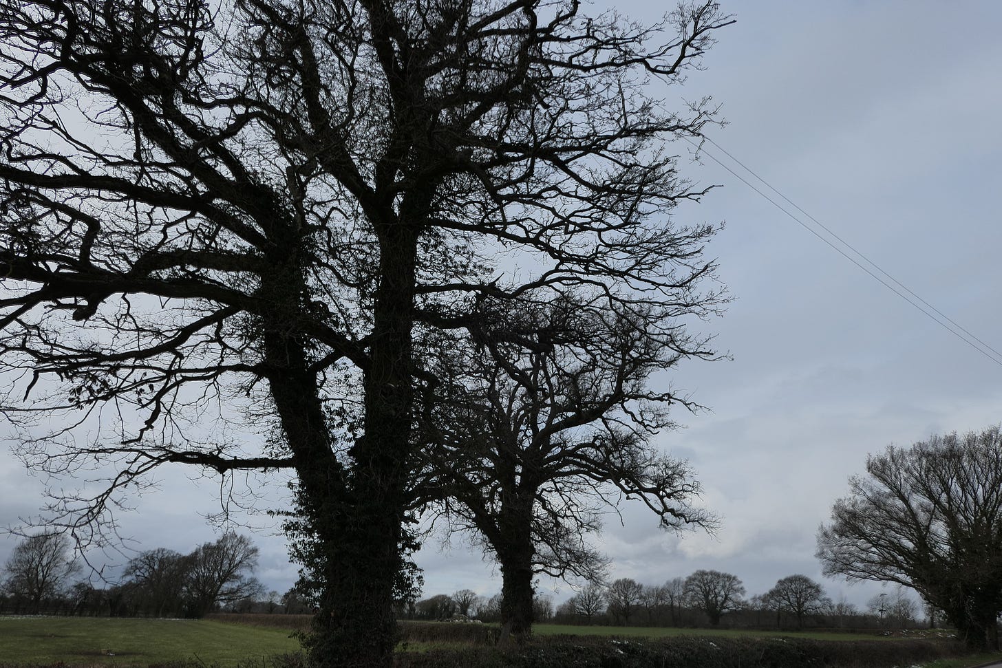 Winter oak trees (c) South Rugby News