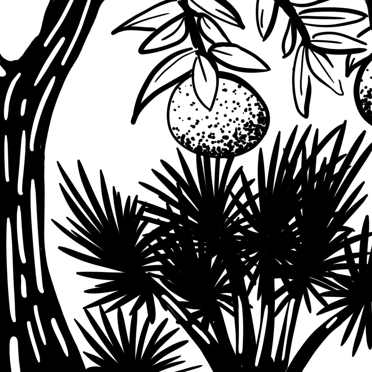 sketch of wild oranges hanging above palmetto fronds