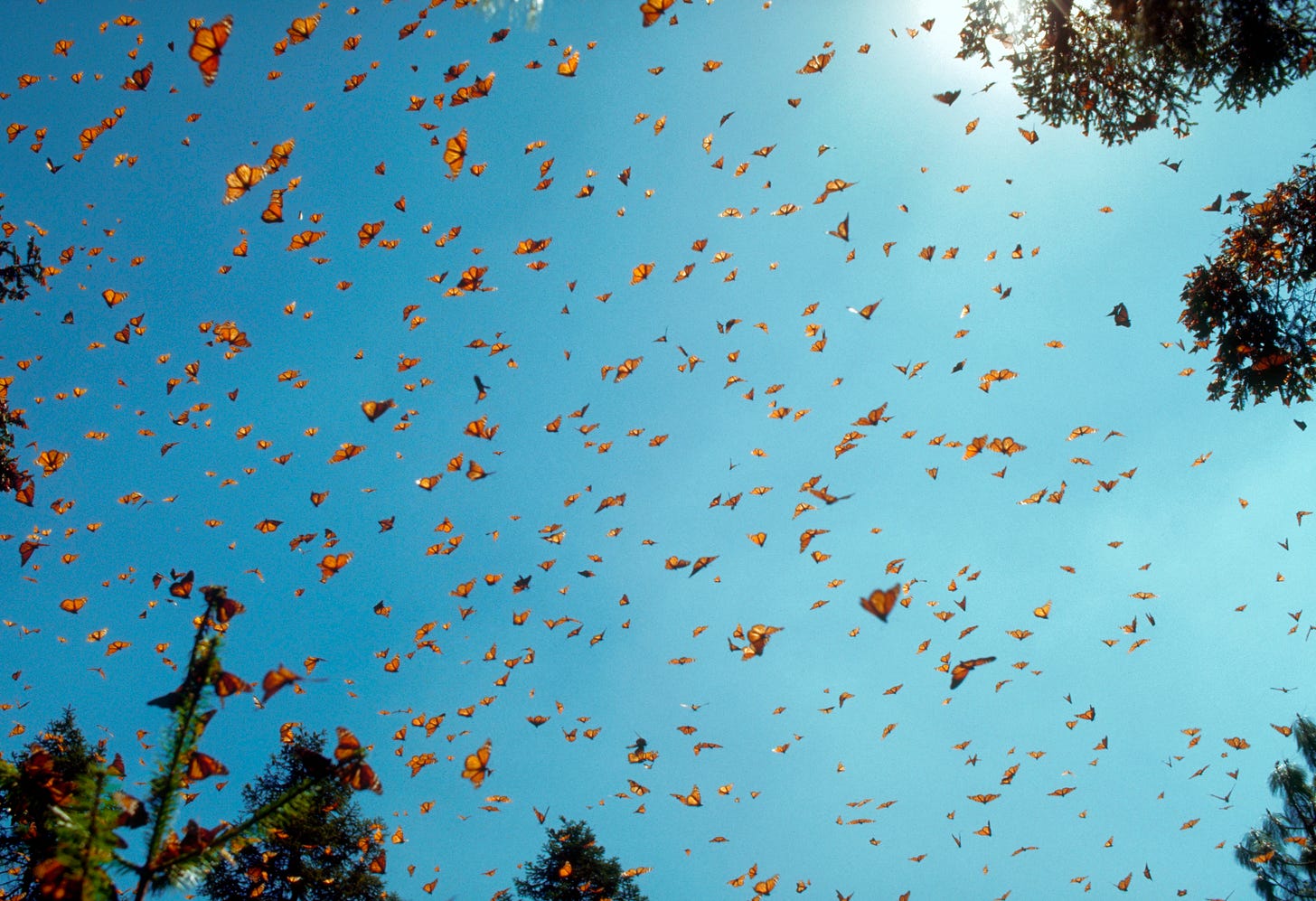 lots of orange monarch butterflies flying against a great blue sky