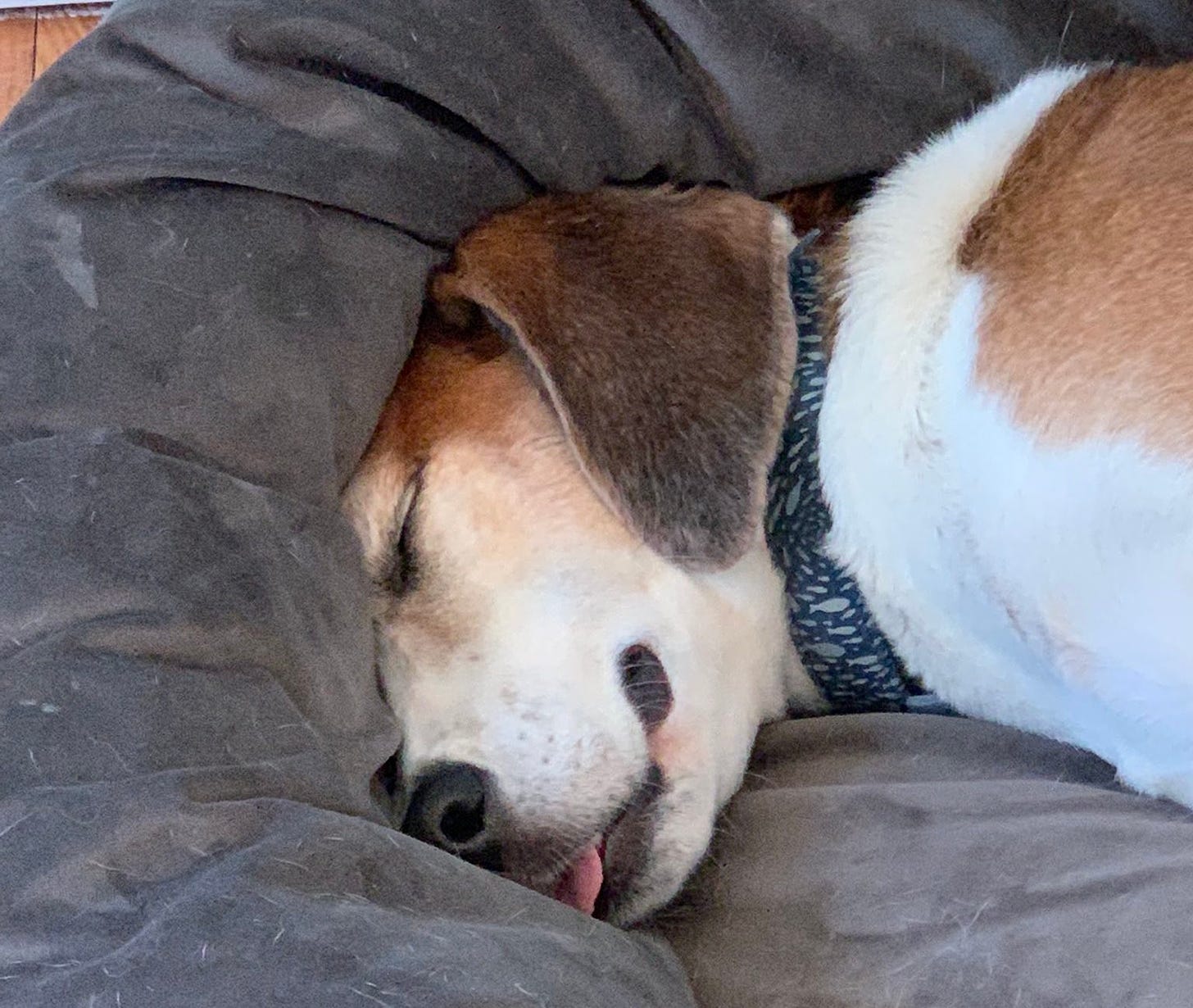 A white, brown and black American Foxhound is passed out on a dog bed with his tongue hanging out.
