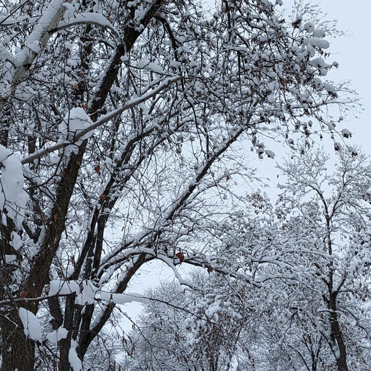 snow-laden branches against an overcast sky