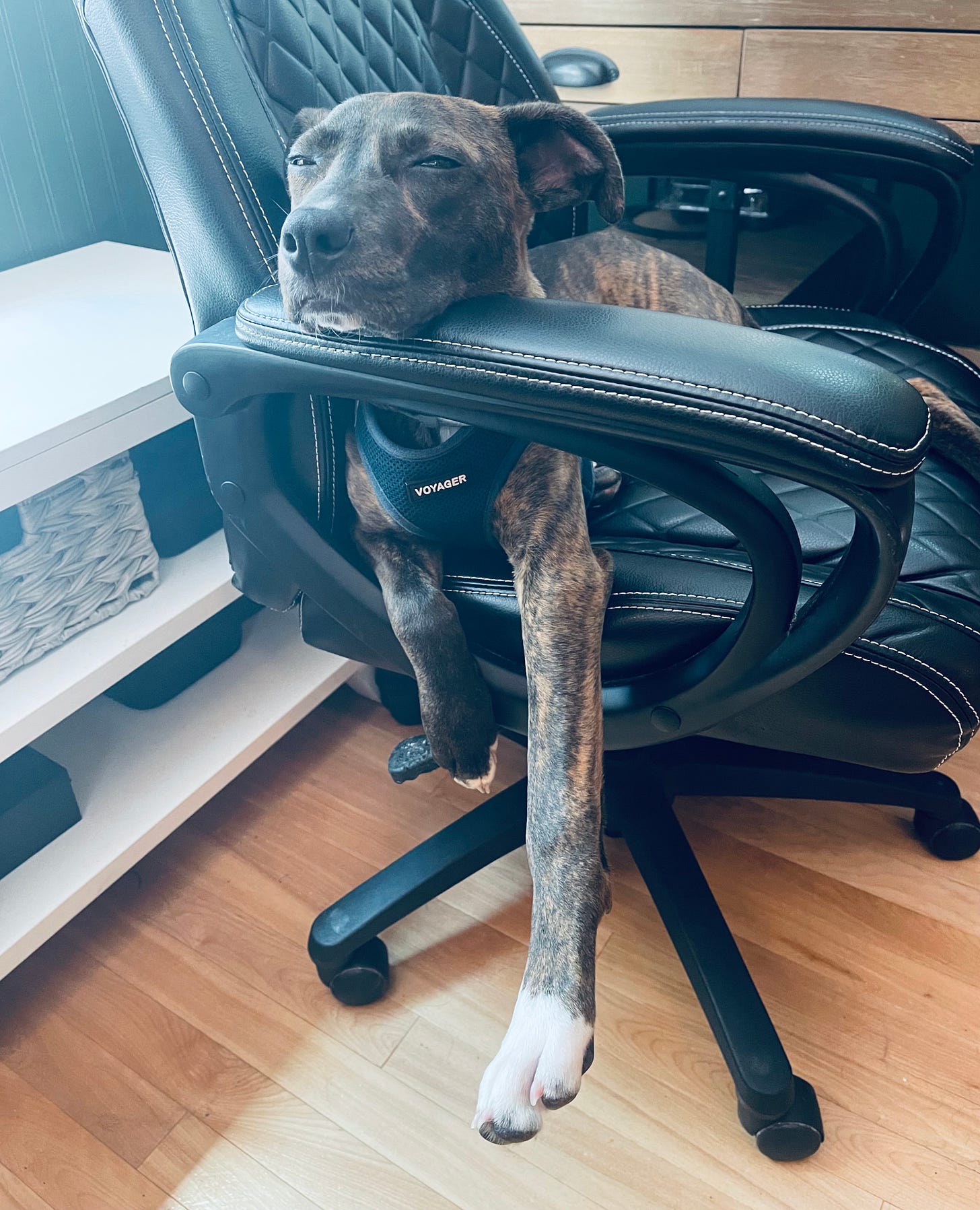 puppy in an office chair with her front paws danging out the side