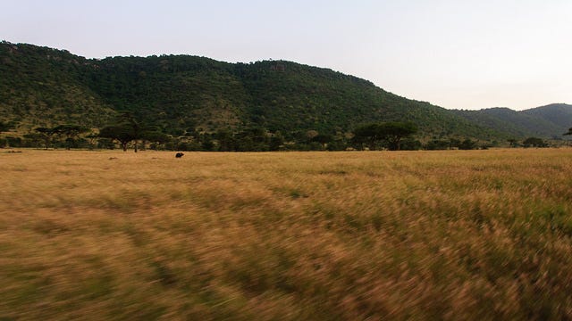 Driving at full-speed through the grasses of the Serengeti.