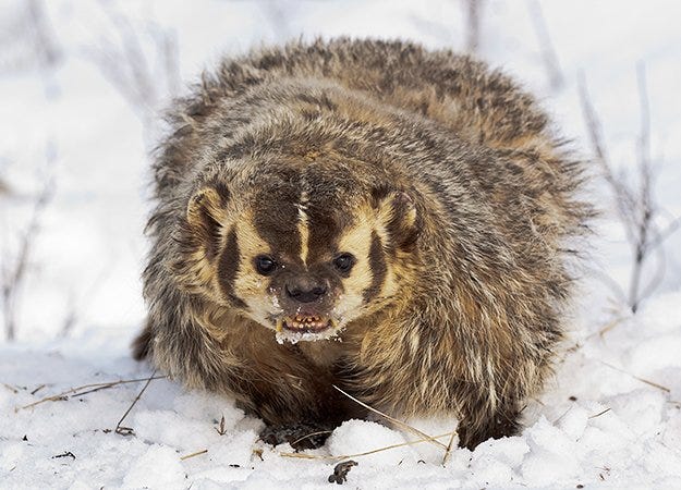 Hiro on Twitter: "American badgers look like they're about to drag you into  a back alley and pull a shiv on you to demand money for their meth habit.  European badgers look
