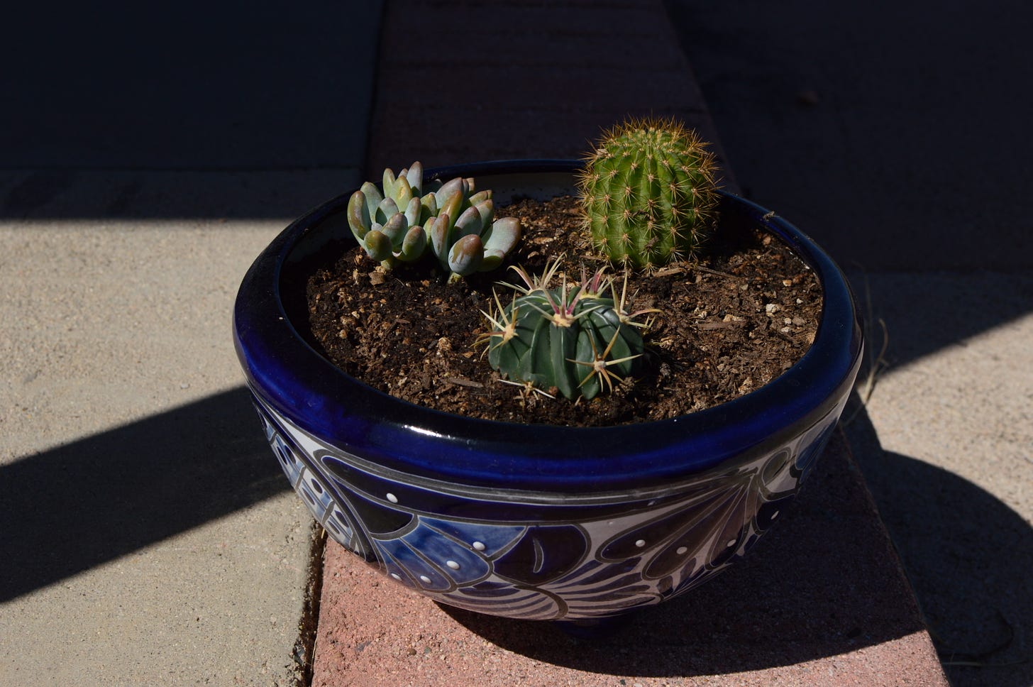 small cacti and sedeveria in blue and white talavera container