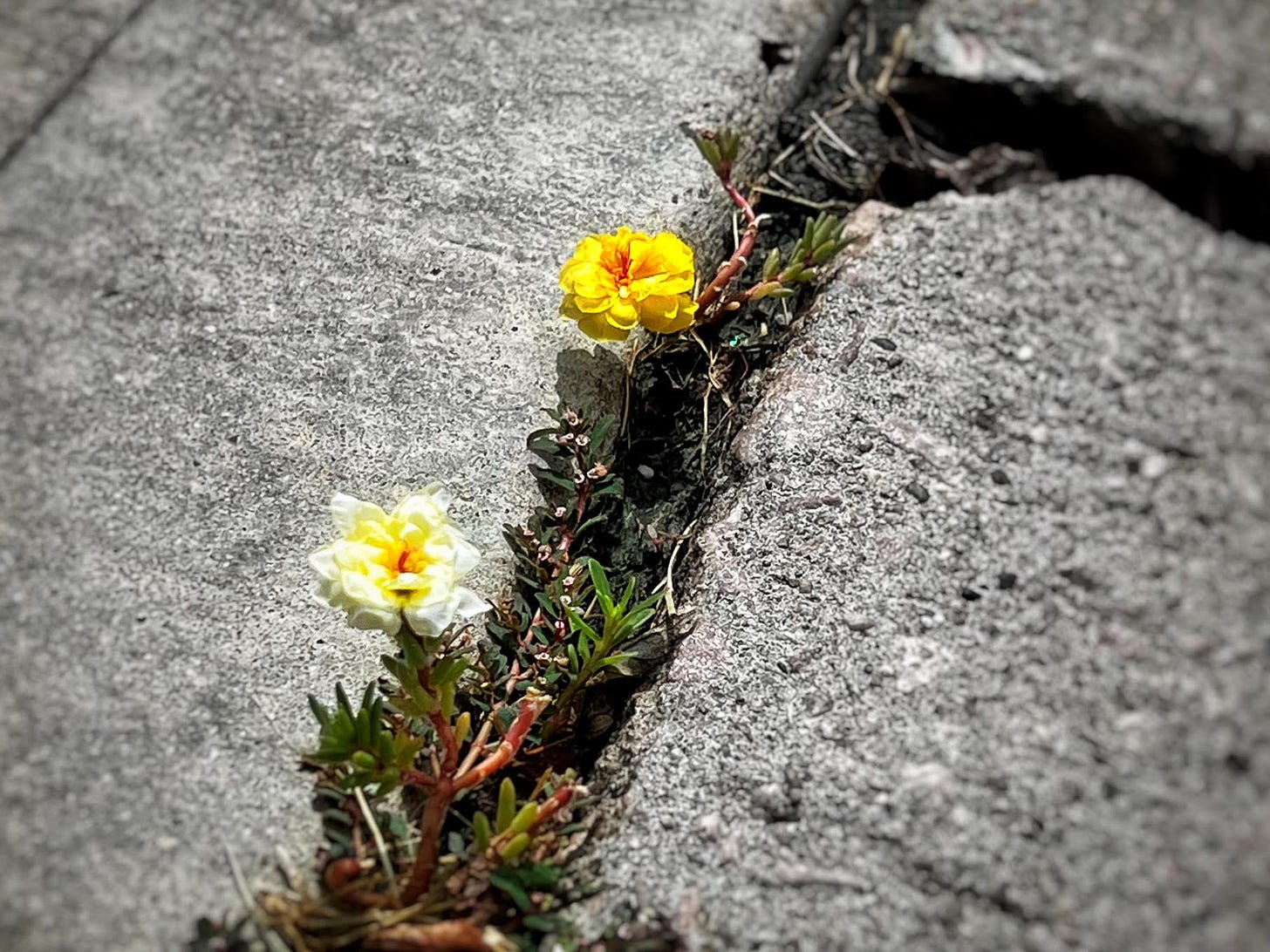 A yellow and a white flower grow in the crack between two gray stones.