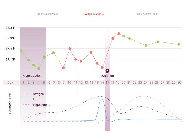 The menstrual cycle and Natural Cycles – Customer Support | Contact Us |  Natural Cycles