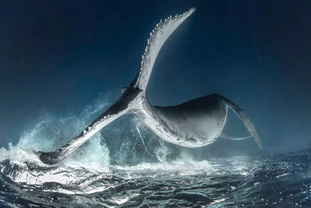 Scuba Diving 2018 Underwater Photo Contest: Whale by Rodney Bursiel